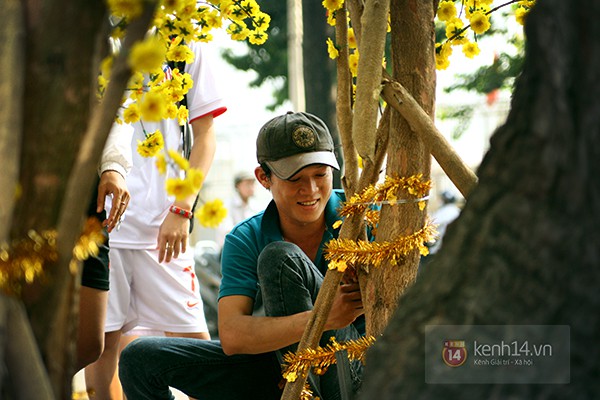 Phối cảnh đường mai ở phố &ocirc;ng đồ S&agrave;i G&ograve;n trong dịp Tết Ất M&ugrave;i 2015 7